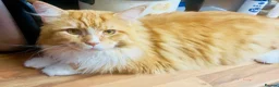 Maine Coon cats for sale: Pedigree Maine coon - Advert 12