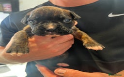 Boxer dogs for sale: 6 Beautiful Boxer Puppies - Image 6