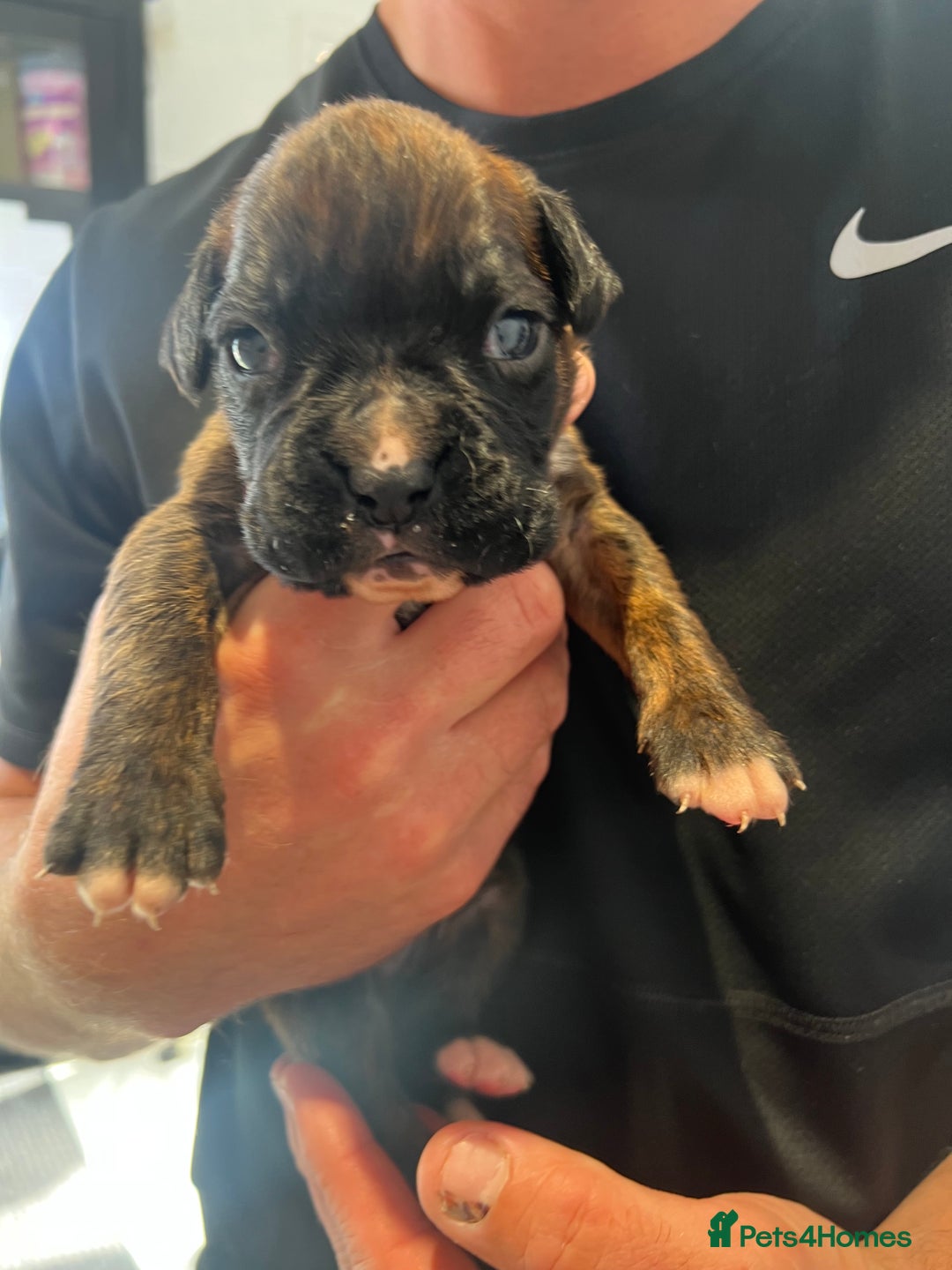 Boxer dogs for sale: 6 Beautiful Boxer Puppies - Image 6