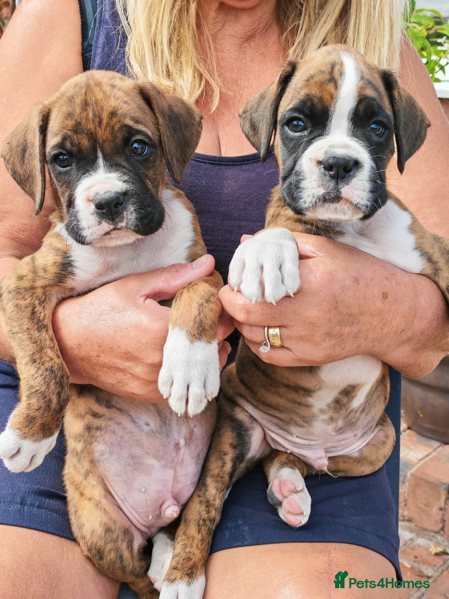 Boxer dogs Boxer puppies    BOYS  2 - Advert 1