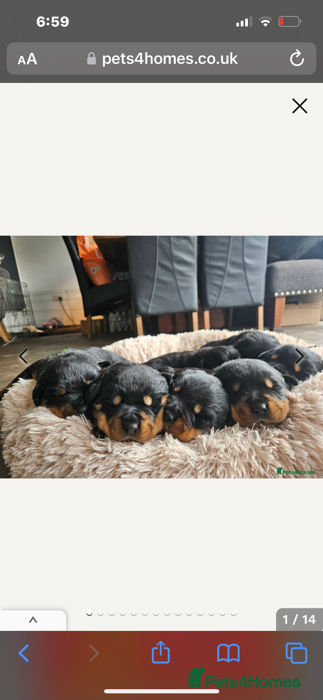 Rottweiler dogs for stud: Proven kc reg Health tested hip and elbow scored in Windsor - Image 24