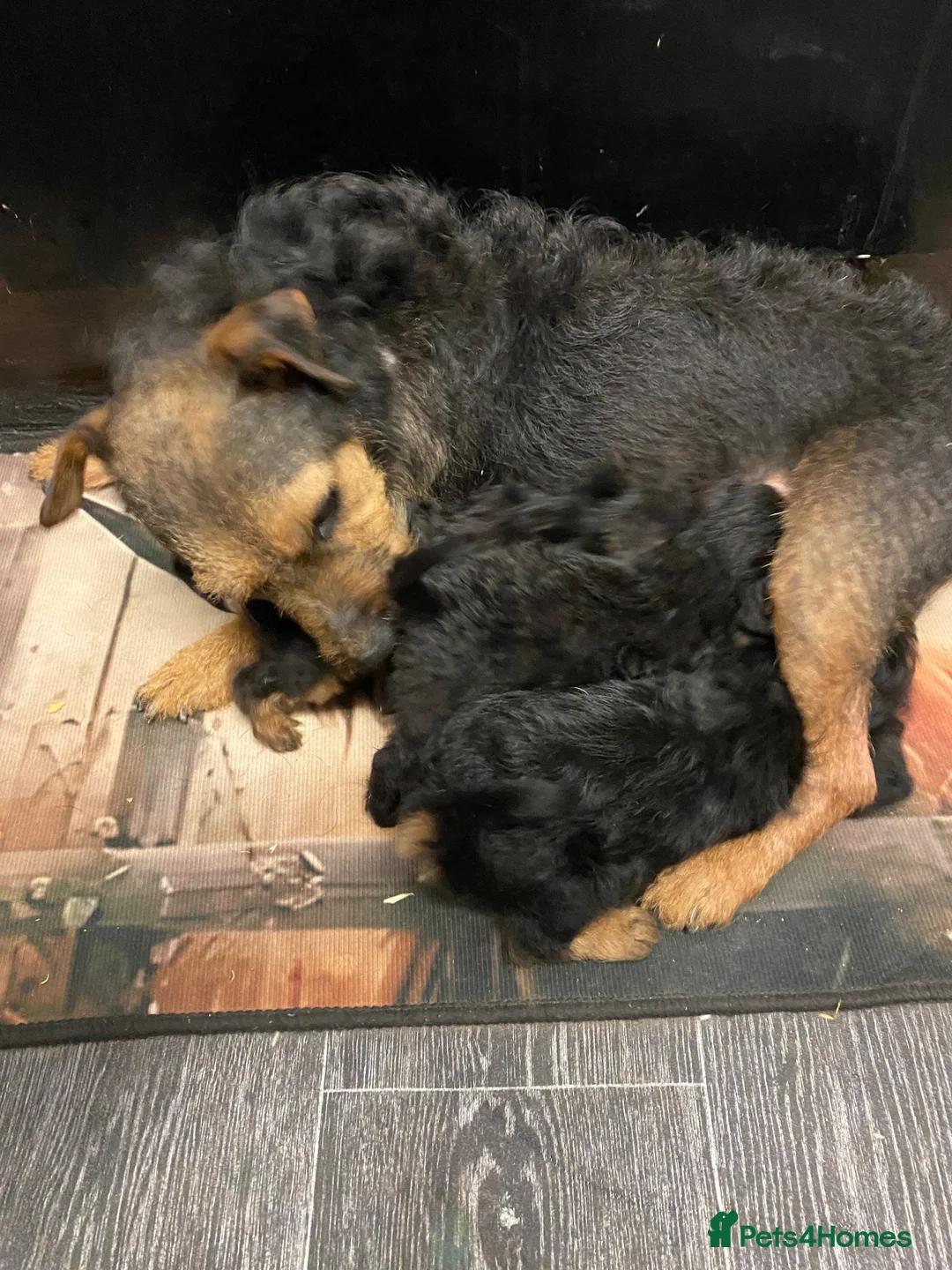 Mixed Breed dogs for sale: 6  Lakeland x poodle pups  in Bradford - Advert 2
