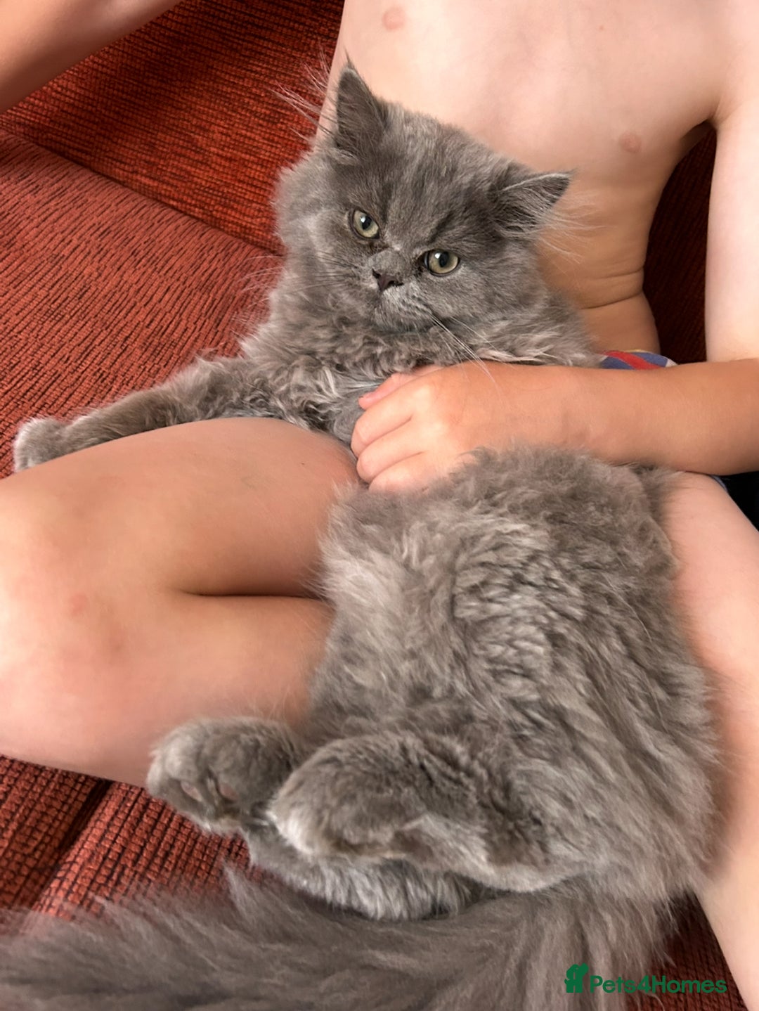 Persian cats for sale: Persian kittnes for sale London  - Advert 12
