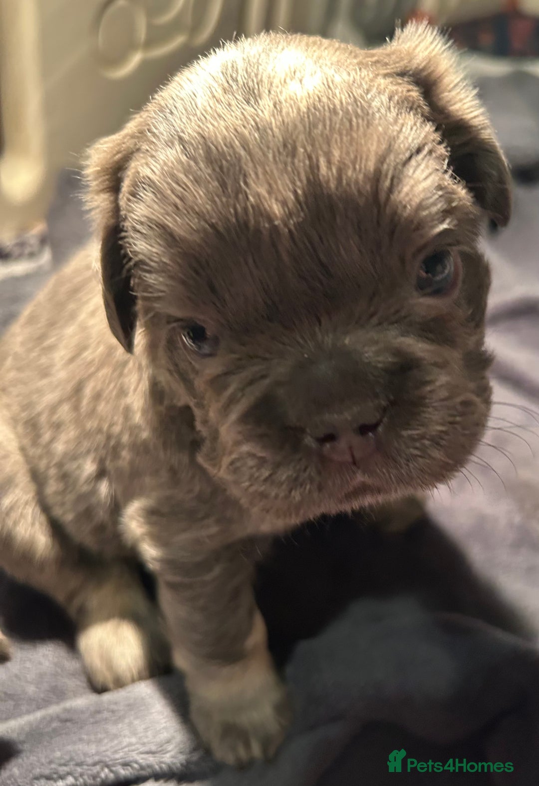 French Bulldog dogs for sale: 🐾🔥 Fluffy French bulldogs 🔥🐾 - Advert 15