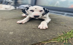 Dalmatian dogs for sale: Dalmatian Puppies (pure bred) - Image 20