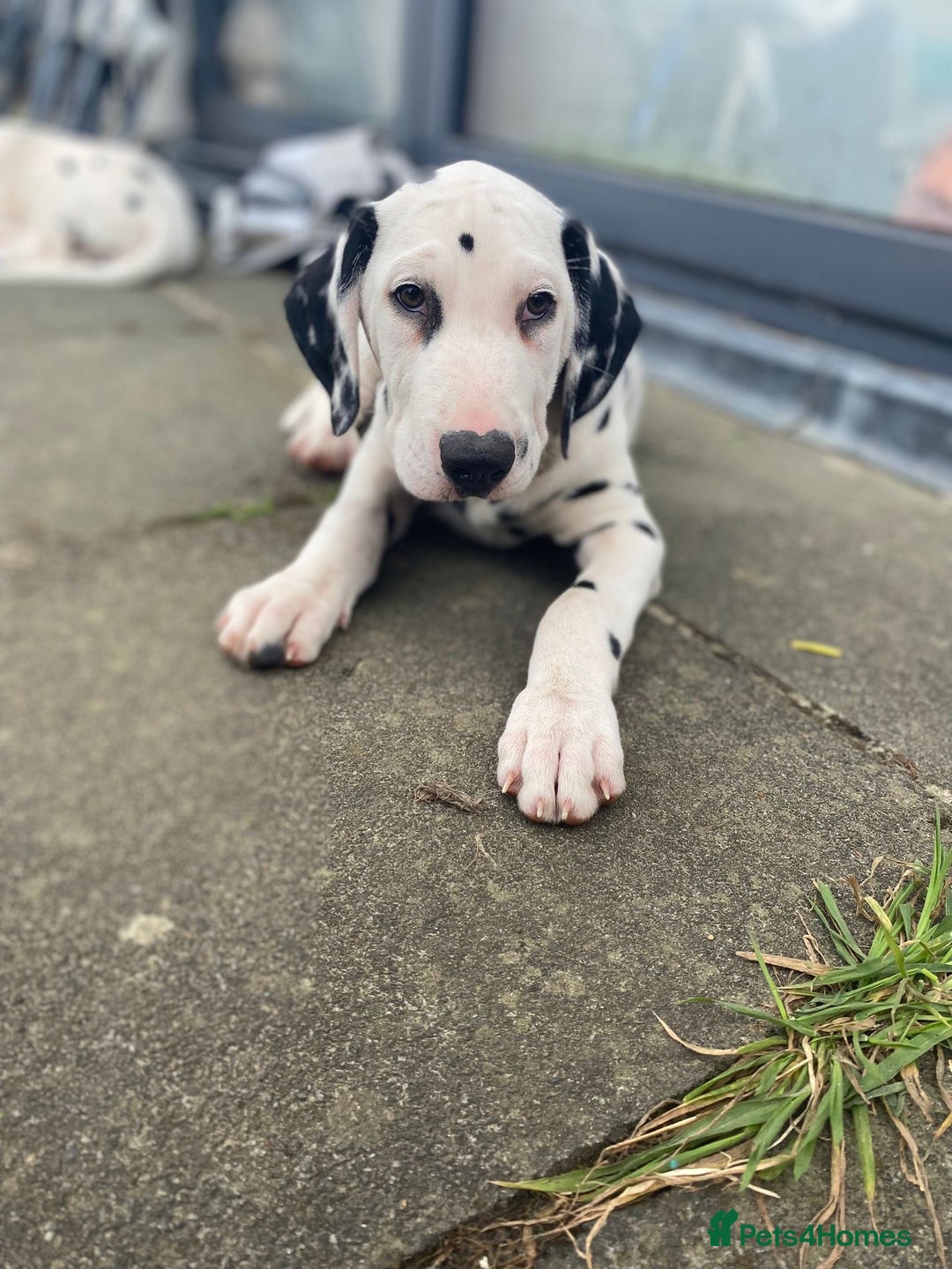Dalmatian dogs for sale: Dalmatian Puppies (pure bred) - Image 20