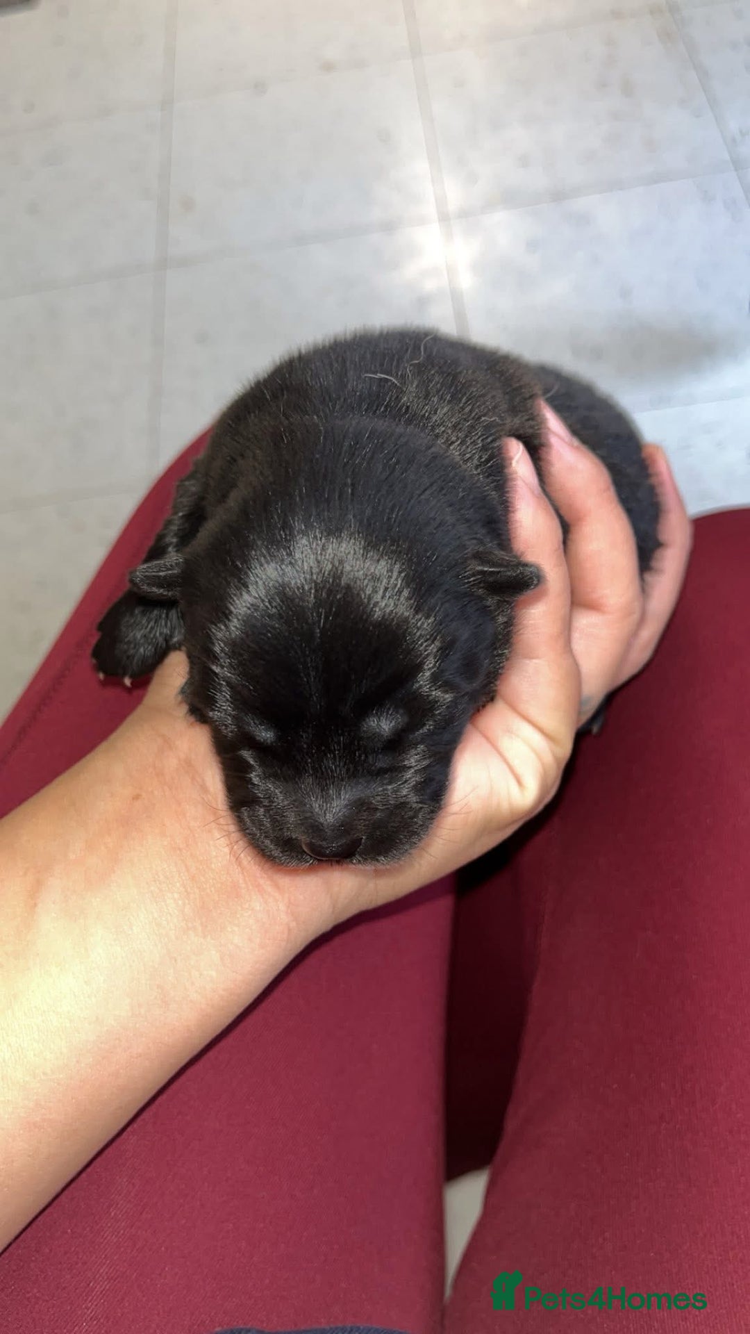 Chow Chow dogs for sale: Chow Puppies – Cream, Grey & Merle Available - Advert 8