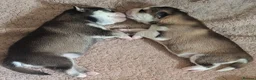 Pomsky dogs for sale: Stunning Pomsky Puppies  in Chesterfield - Advert 2