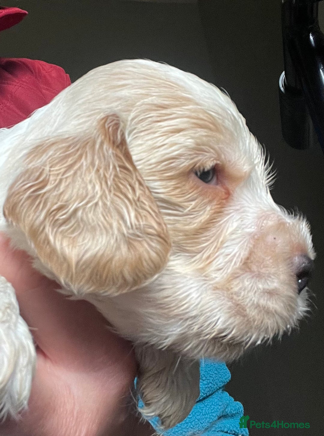 Cocker Spaniel dogs for sale: KC health tested hip scored Sable Roan Show Cocker - Image 12