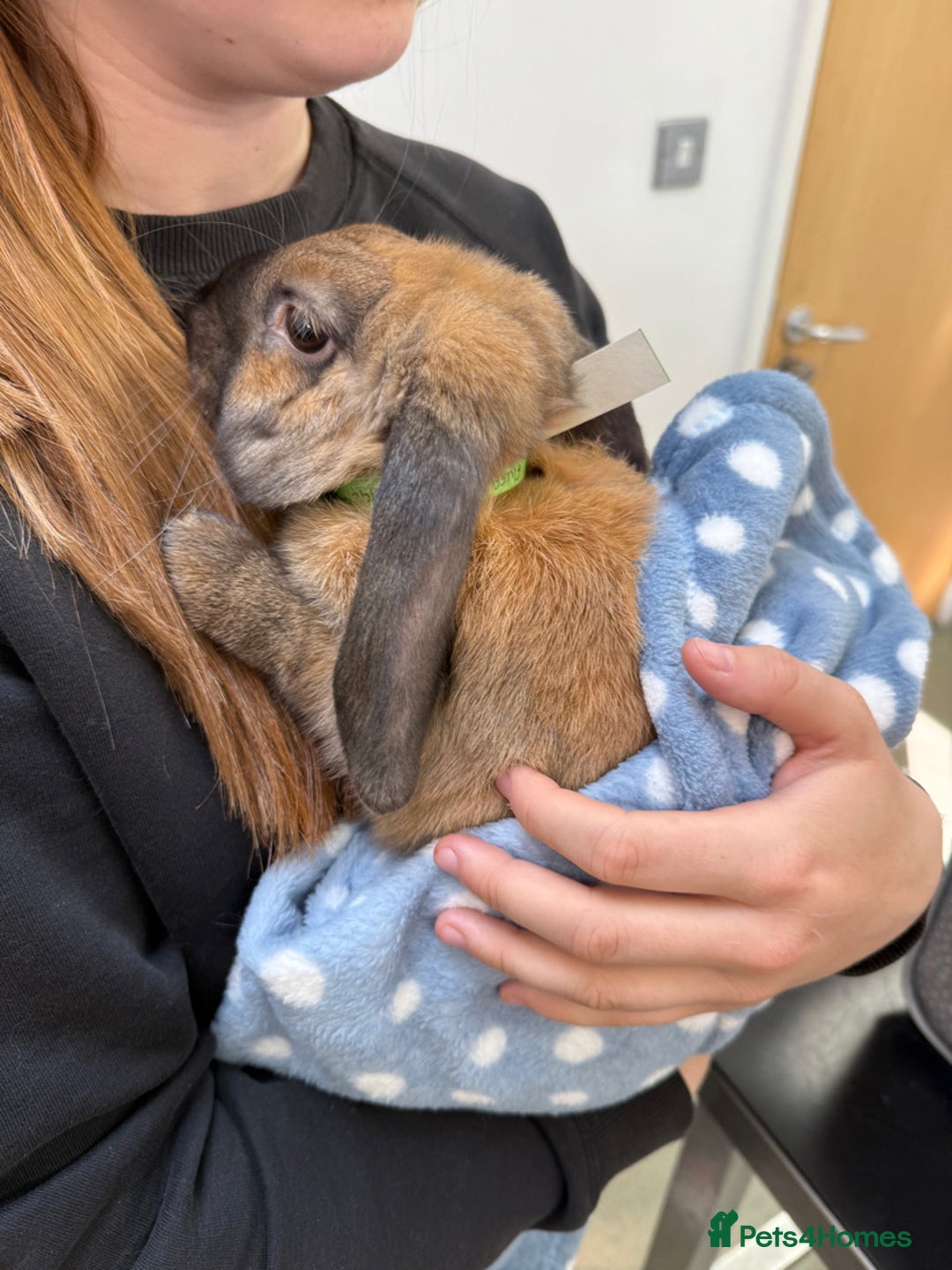 English Lop rabbits for sale: Two bonded neutered male rabbits  - Image 2