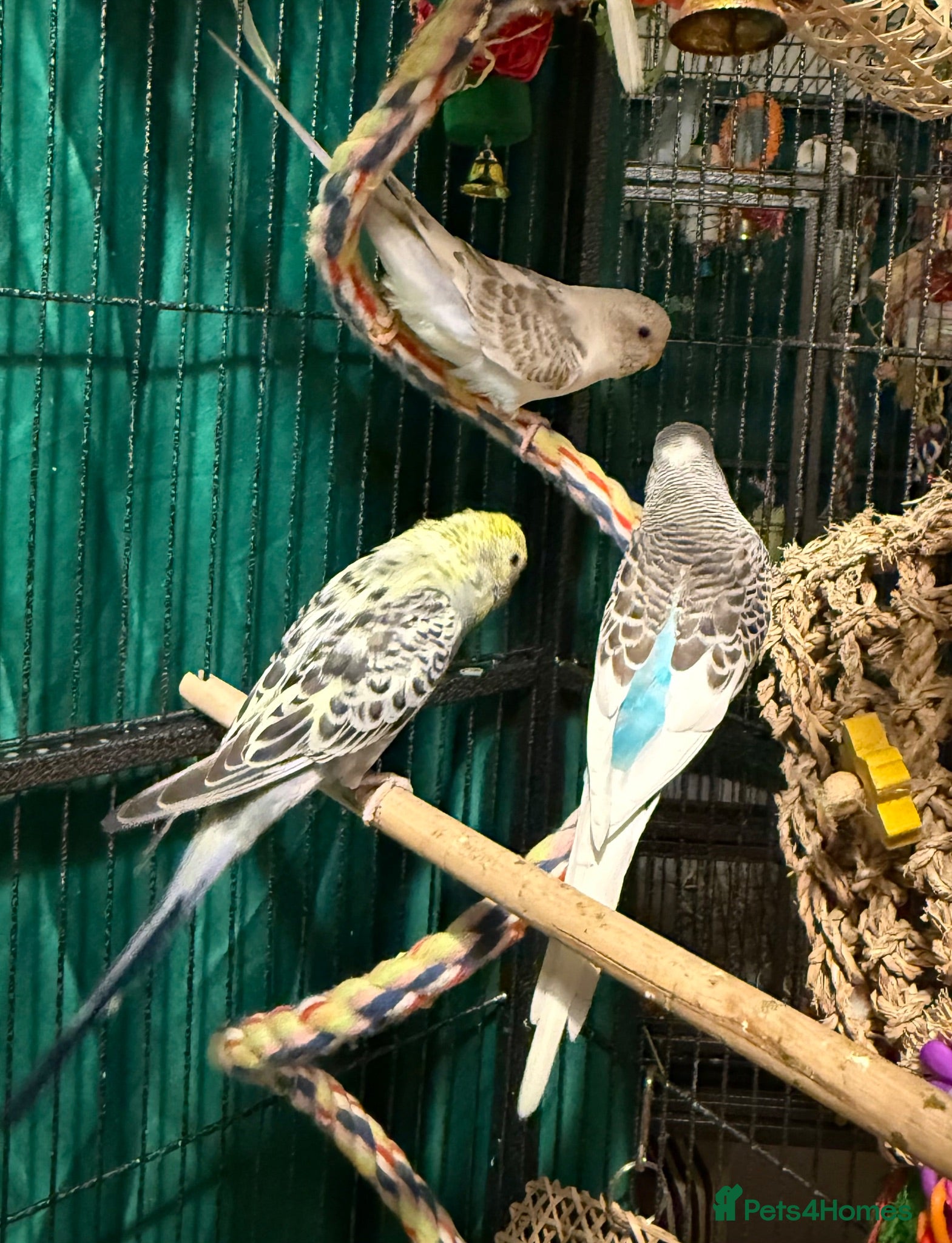 Budgerigars birds Budgies available male&females runcorn area   - Advert 1
