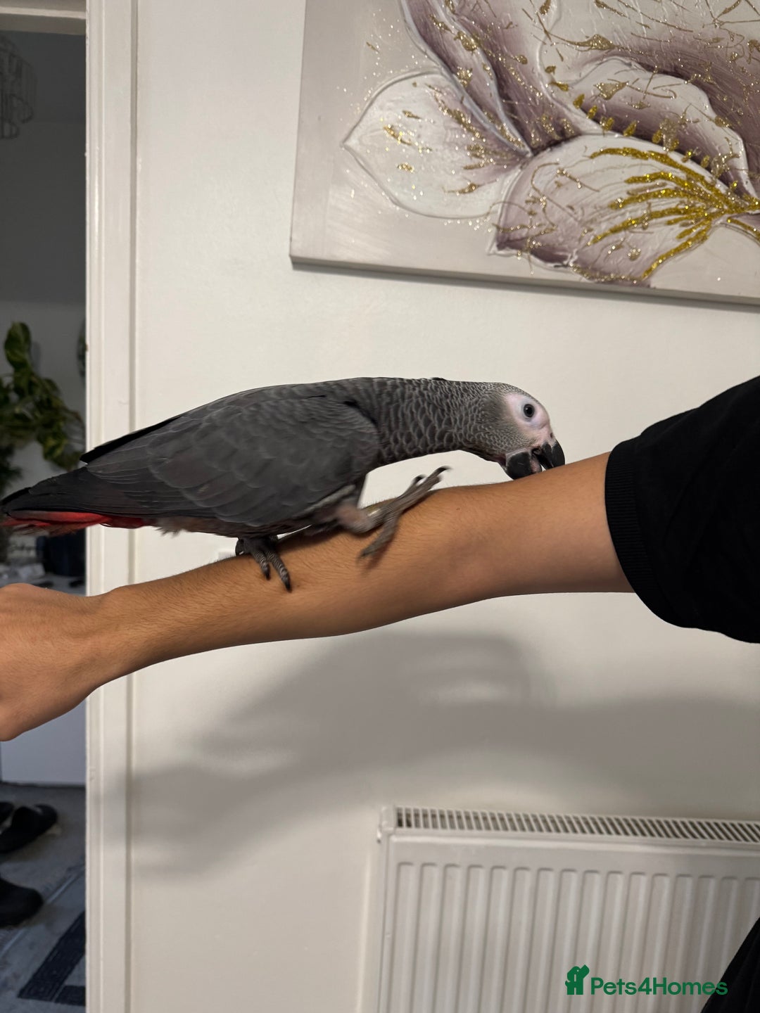 Parrots birds for sale: Hand reared  fully tame baby  African grey parrot  - Advert 7