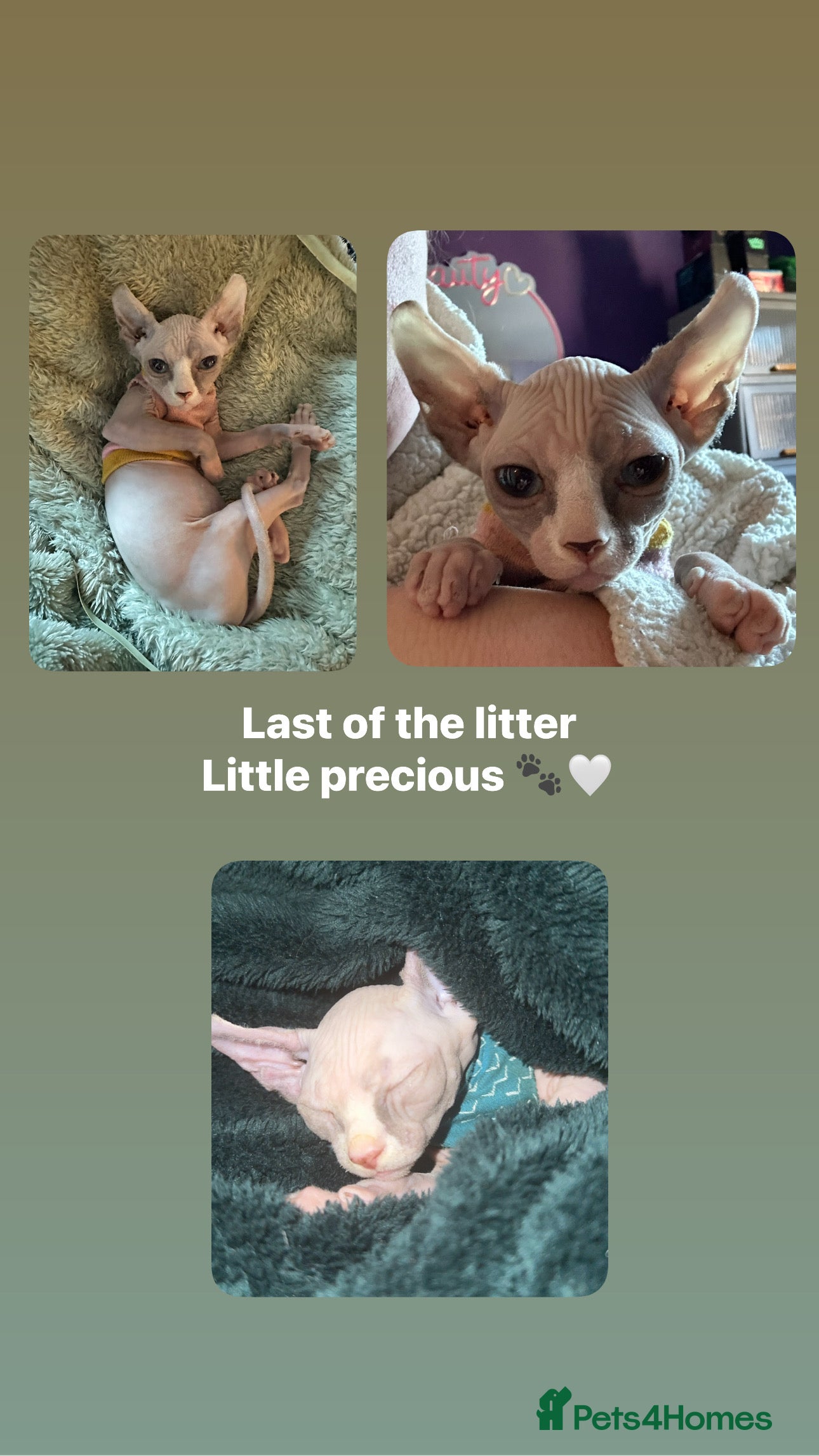 Sphynx cats 🐾Last Female Sphynx Seeking Loving Home🐾  - Advert 15