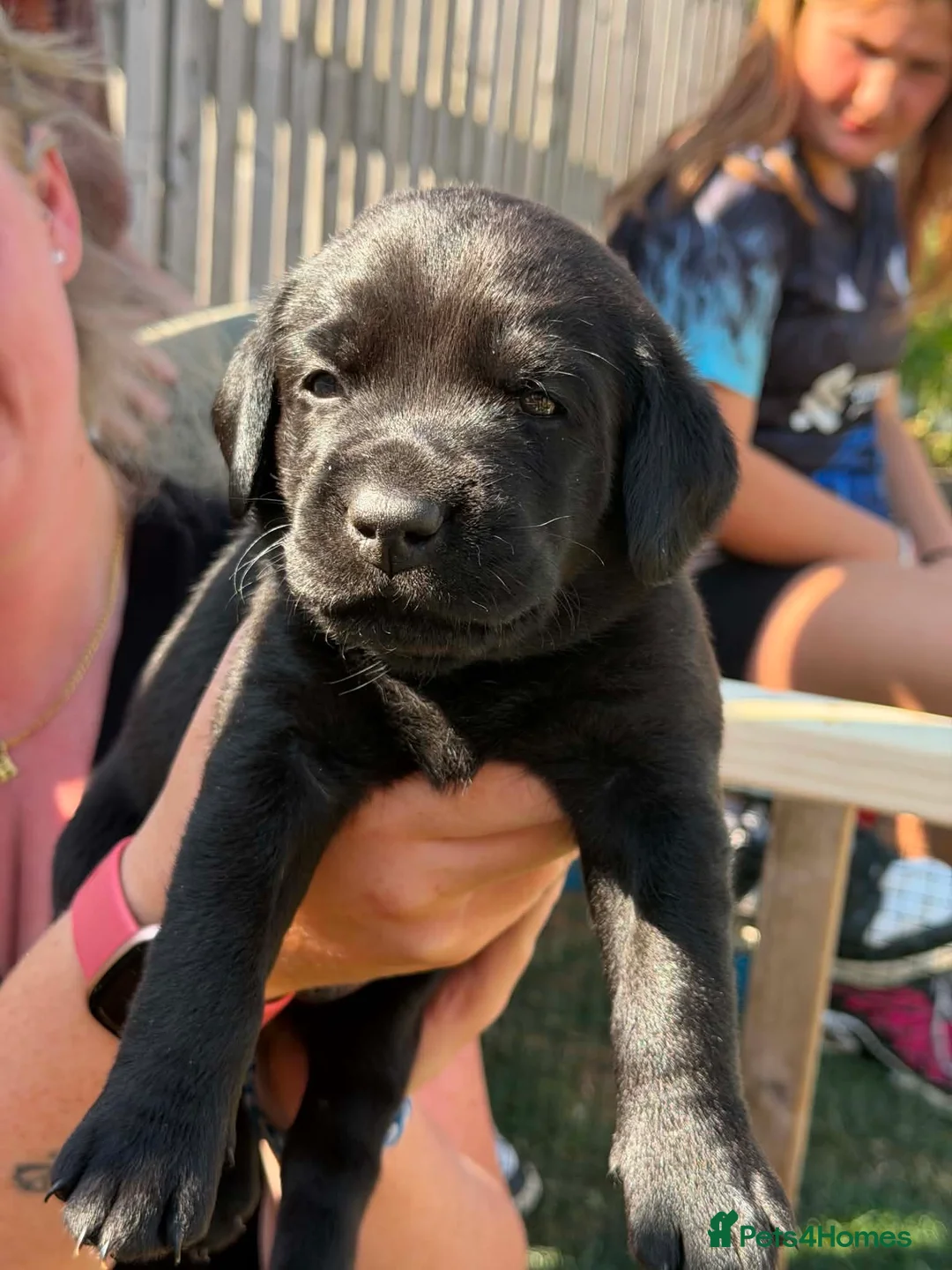 Labrador Retriever dogs for sale: Stunning Labrador puppies  - Advert 2