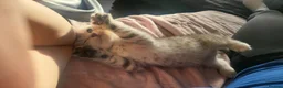Scottish Fold cats for sale: Adorable Scottish fold kittens - Advert 7
