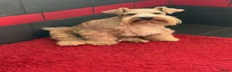 Miniature Schnauzer dogs for sale: GORGEOUS ADULT RKC WHEATEN H/T MINIATURE SCHNAUZER - Advert 5