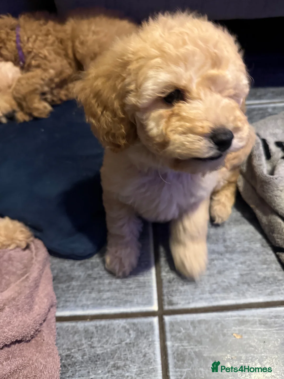 Mixed Breed dogs for sale: Labradoodle x cockerpoo puppies - Advert 2
