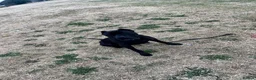 Cane Corso dogs for sale: Major the Male cane corso - Advert 3