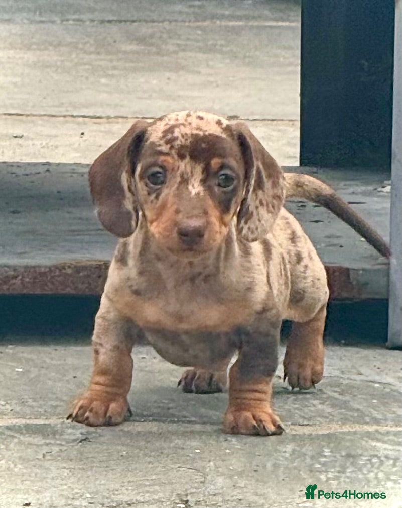 Miniature Dachshund dogs Outstanding Litter of Miniature dachshund puppies  - Advert 1