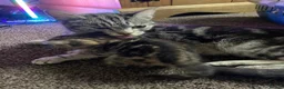 American Shorthair cats for sale: Beautiful Kittens Looking For Forever Home - Advert 18