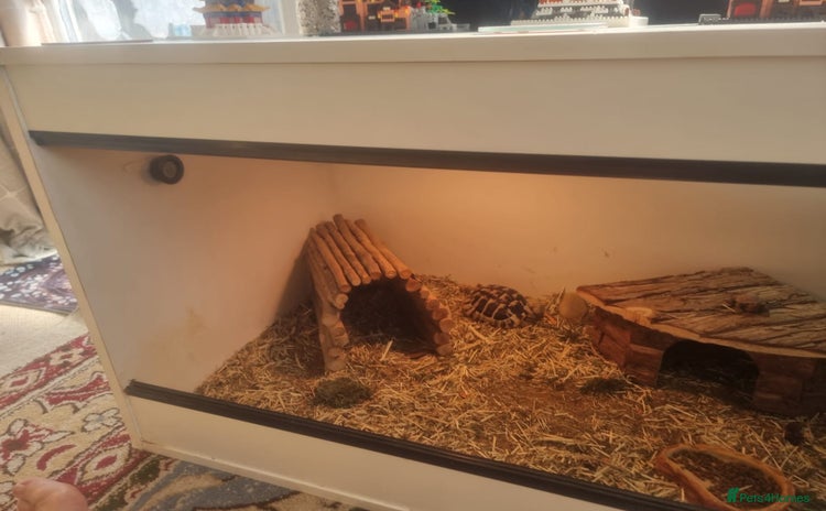 Hermann Tortoise reptiles - Advert 1