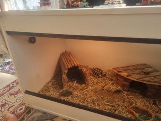 Hermann Tortoise reptiles - Advert 4