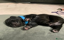French Bulldog dogs for sale: 7 beautiful male French bull dog pups - Image 2
