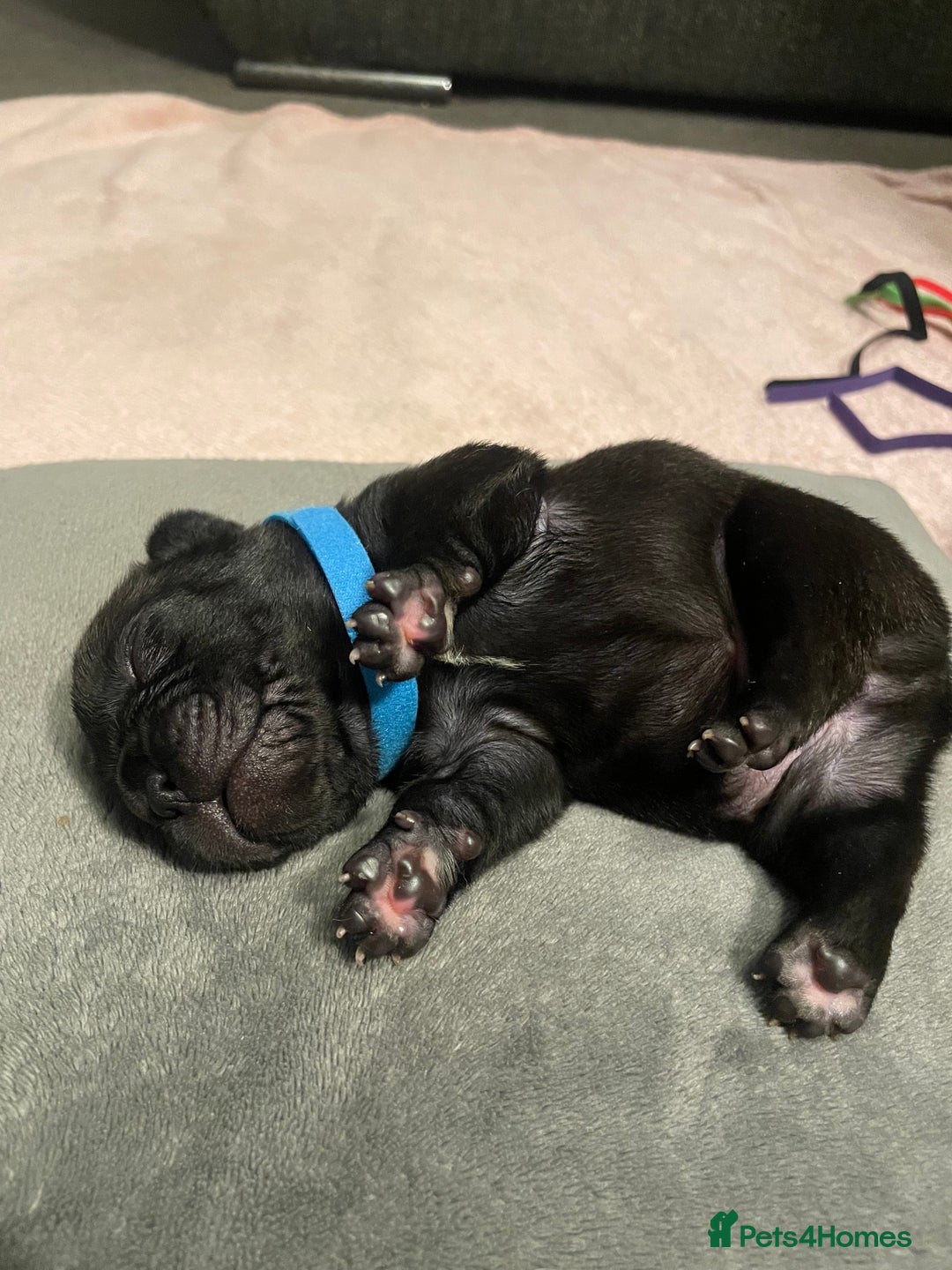 French Bulldog dogs for sale: 7 beautiful male French bull dog pups - Image 2