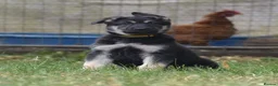 German Shepherd dogs for sale: ⭐ Rare East European Shepherd Puppies UK - Advert 13