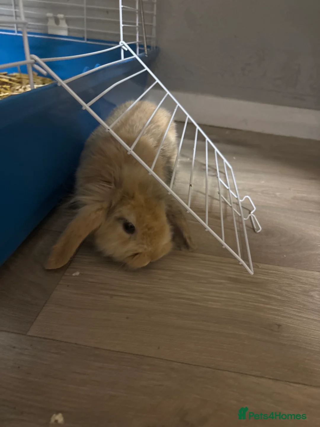 Mixed Breed rabbits for sale: Rabbit  - Advert 5