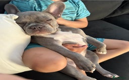 French Bulldog dogs for sale: French bulldog - Image 3