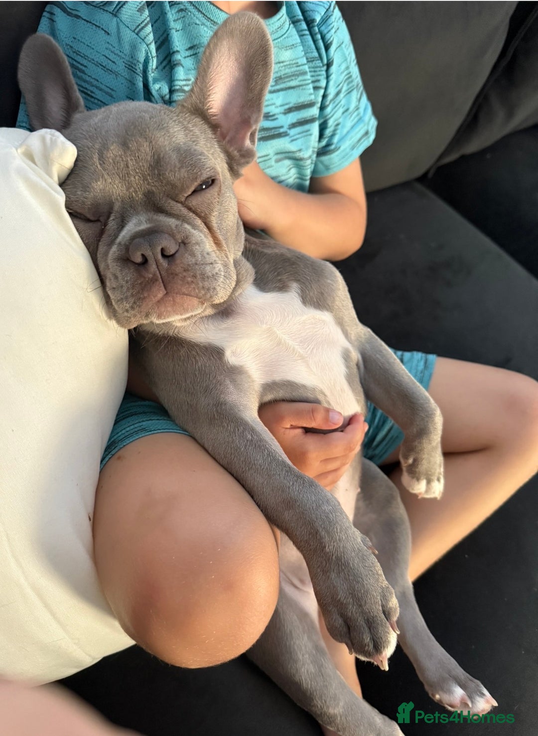 French Bulldog dogs for sale: French bulldog - Image 3