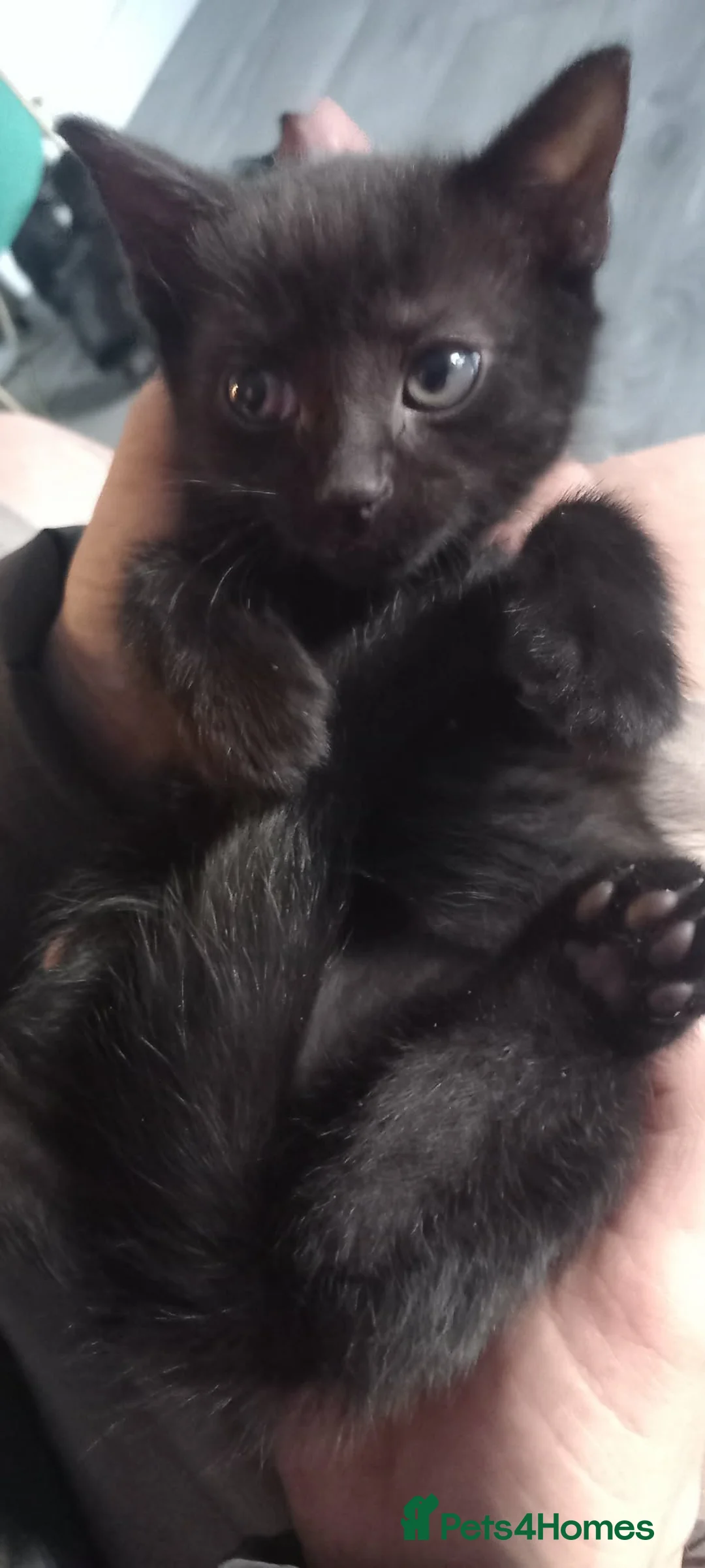 Mixed Breed cats for sale: 8 baby kittens 🐱 🩷🩵 - Advert 2