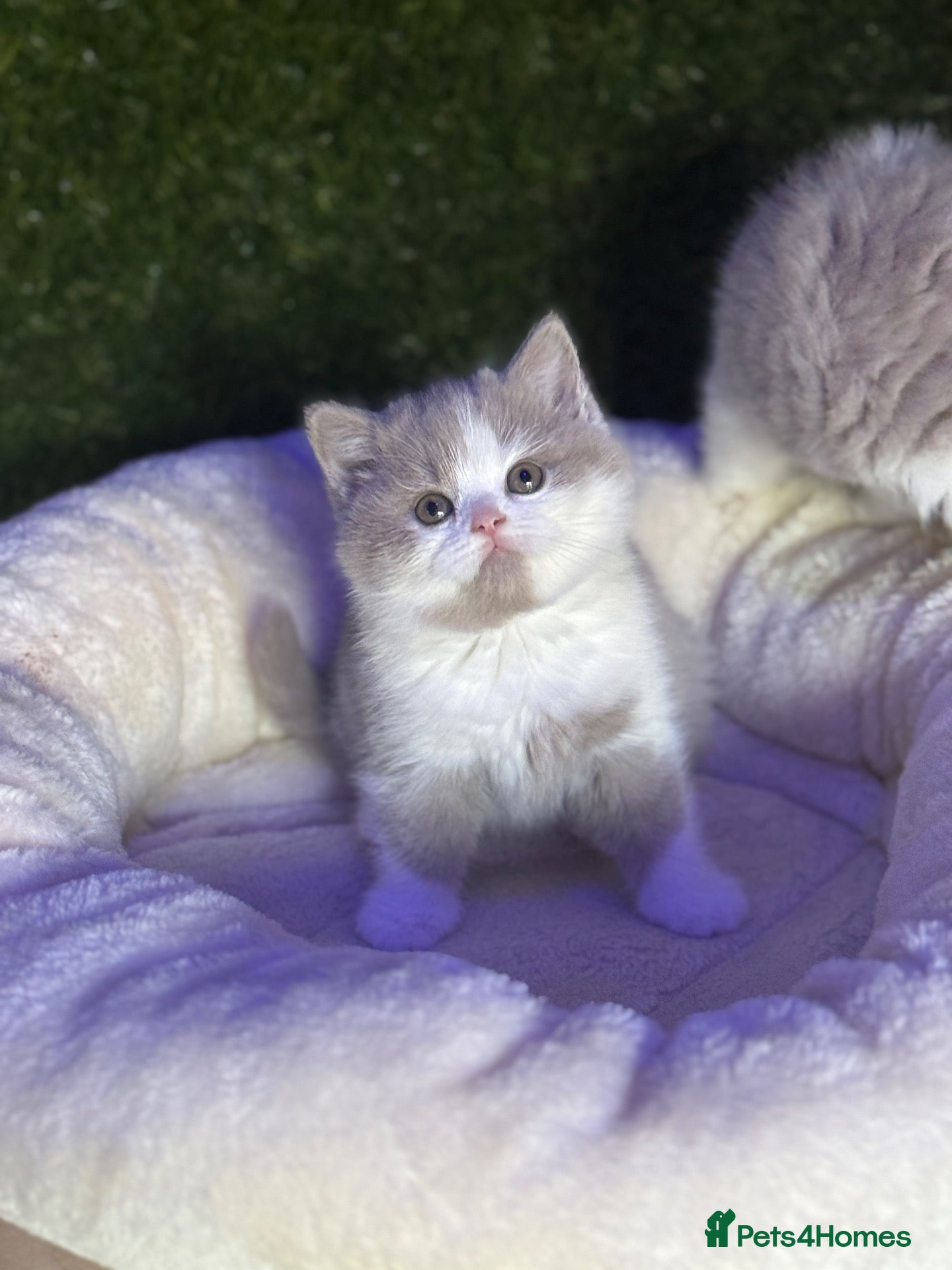 British Shorthair cats Health tested parents gccf reg lilac & white males - Advert 19