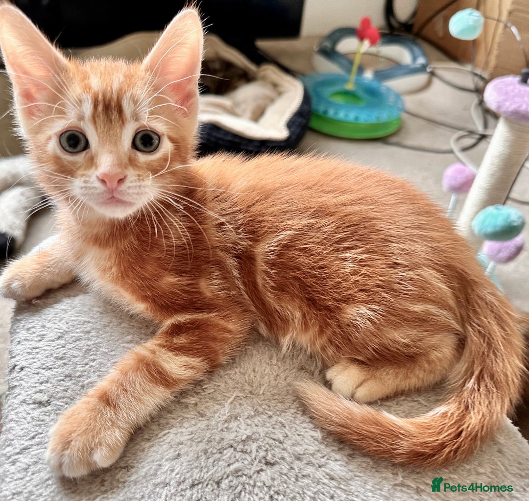 Mixed Breed cats for sale: Lovely bengal mix kittens: tabby, ginger, black - Image 17