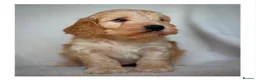 Cockapoo dogs for sale: Quality F1 Cockapoo puppies - Advert 8