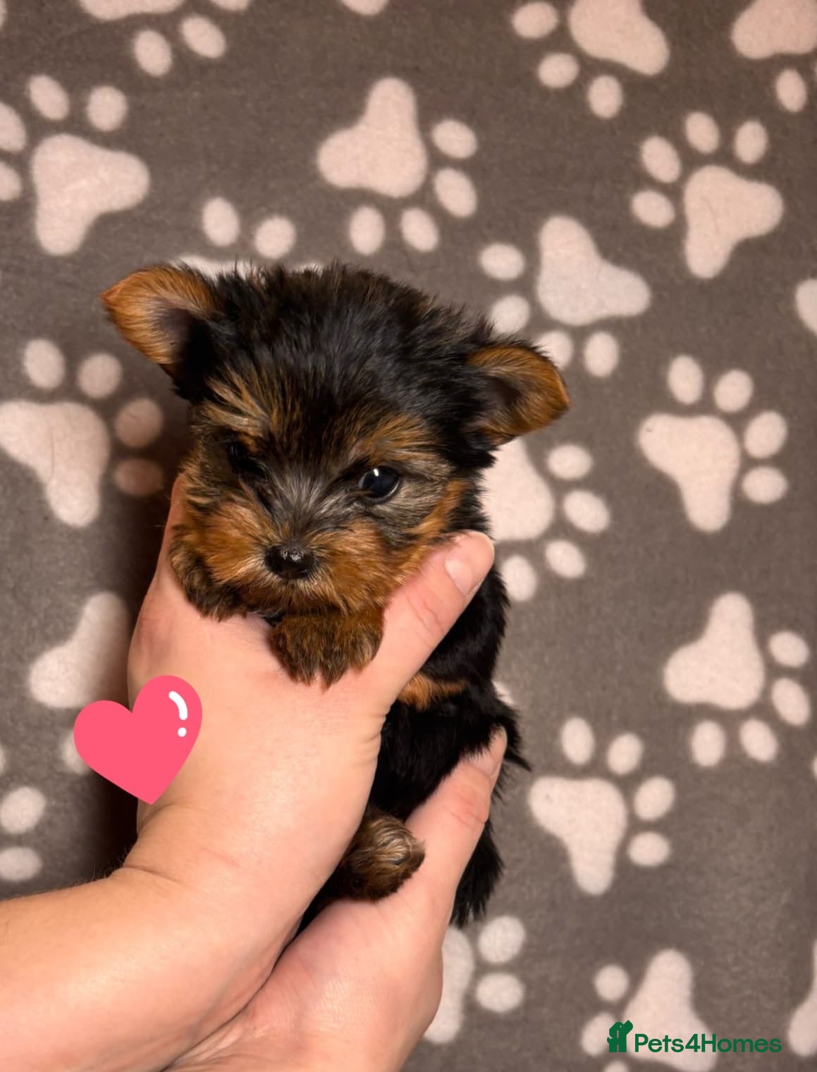 Yorkshire Terrier dogs Yorkshire terrier puppies for sale - Advert 3