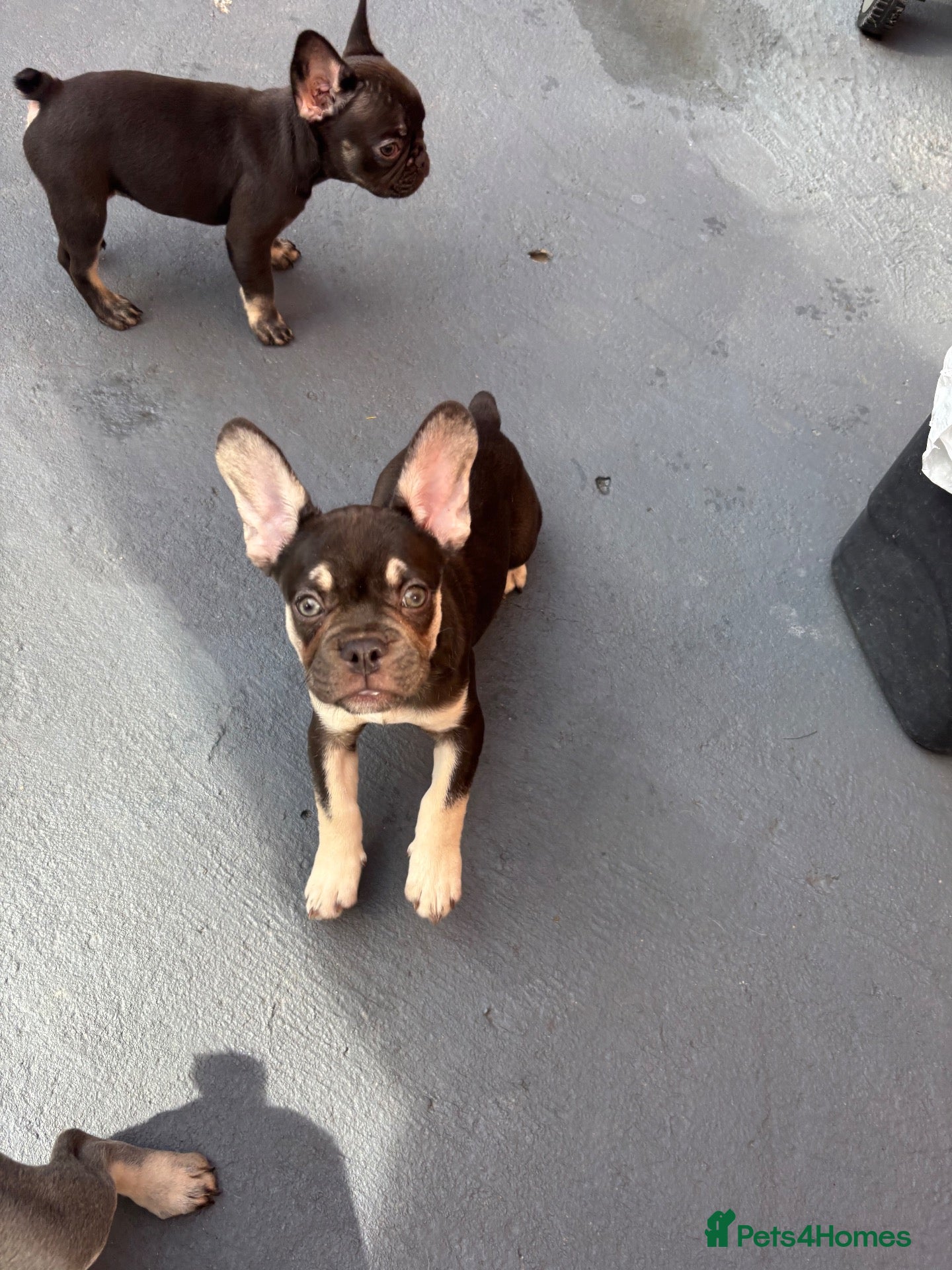 French Bulldog dogs French bulldog puppy’s - Advert 1