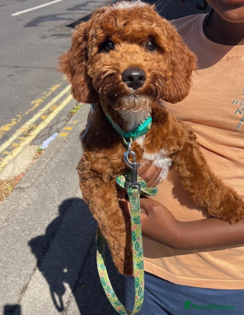 Cockapoo dogs Red & White Cockapoo (Male) - Advert 1
