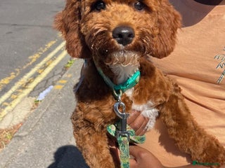 Cockapoo dogs Red & White Cockapoo (Male) - Advert 1