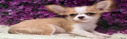 Chihuahua dogs for sale: Ready now Stunning long coat chihuahua’s  - Advert 13