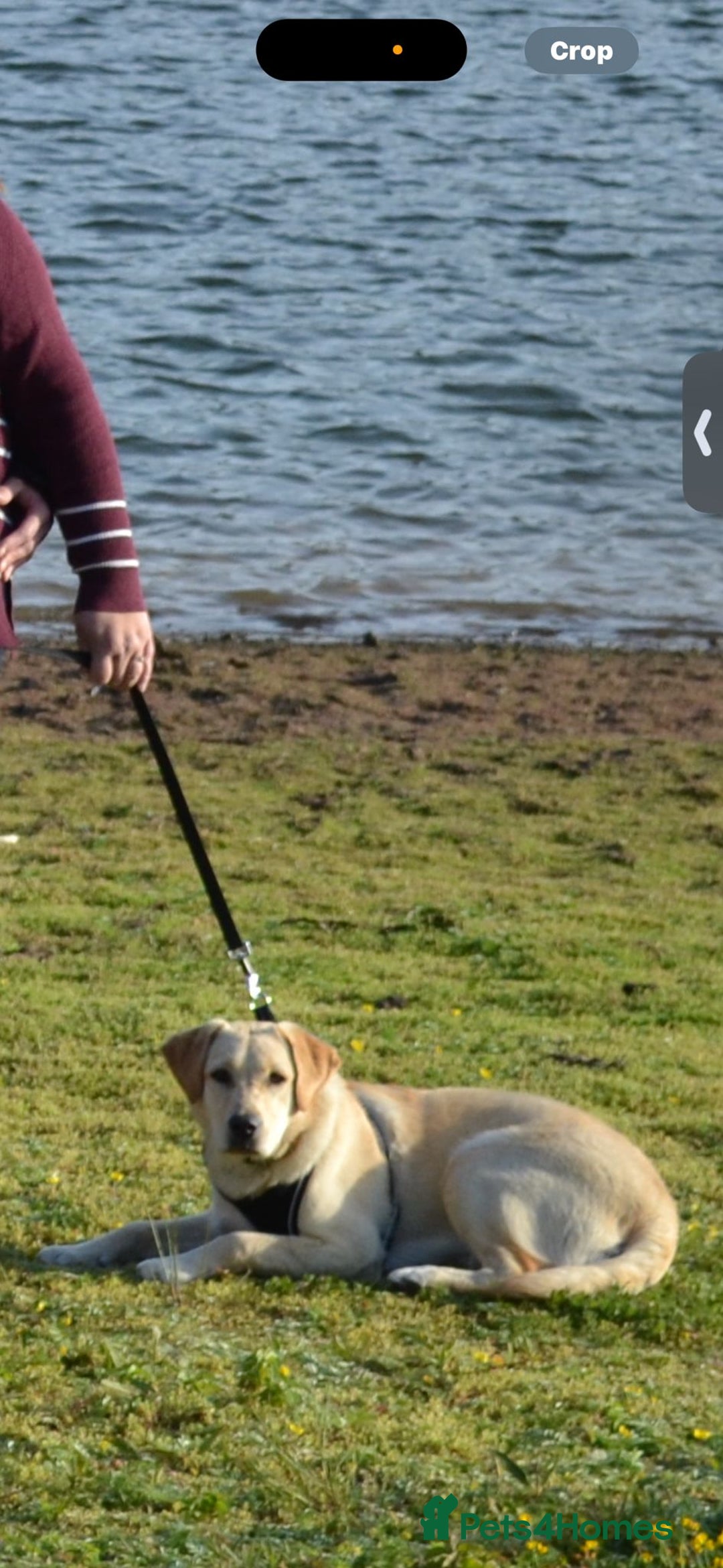 Labrador Retriever dogs for sale: Kc Registered Labrador Puppies  - Image 9