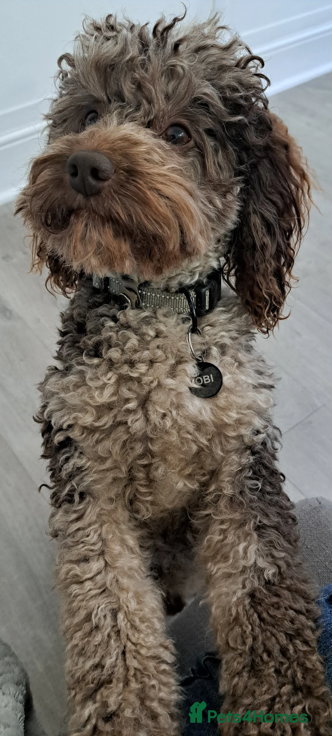 Poodle dogs for stud: F1b Cockapoo stud chocolate merle  - Advert 2