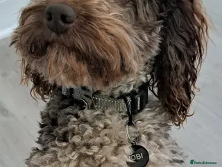 Poodle dogs Cockapoo stud chocolate merle - Advert 18