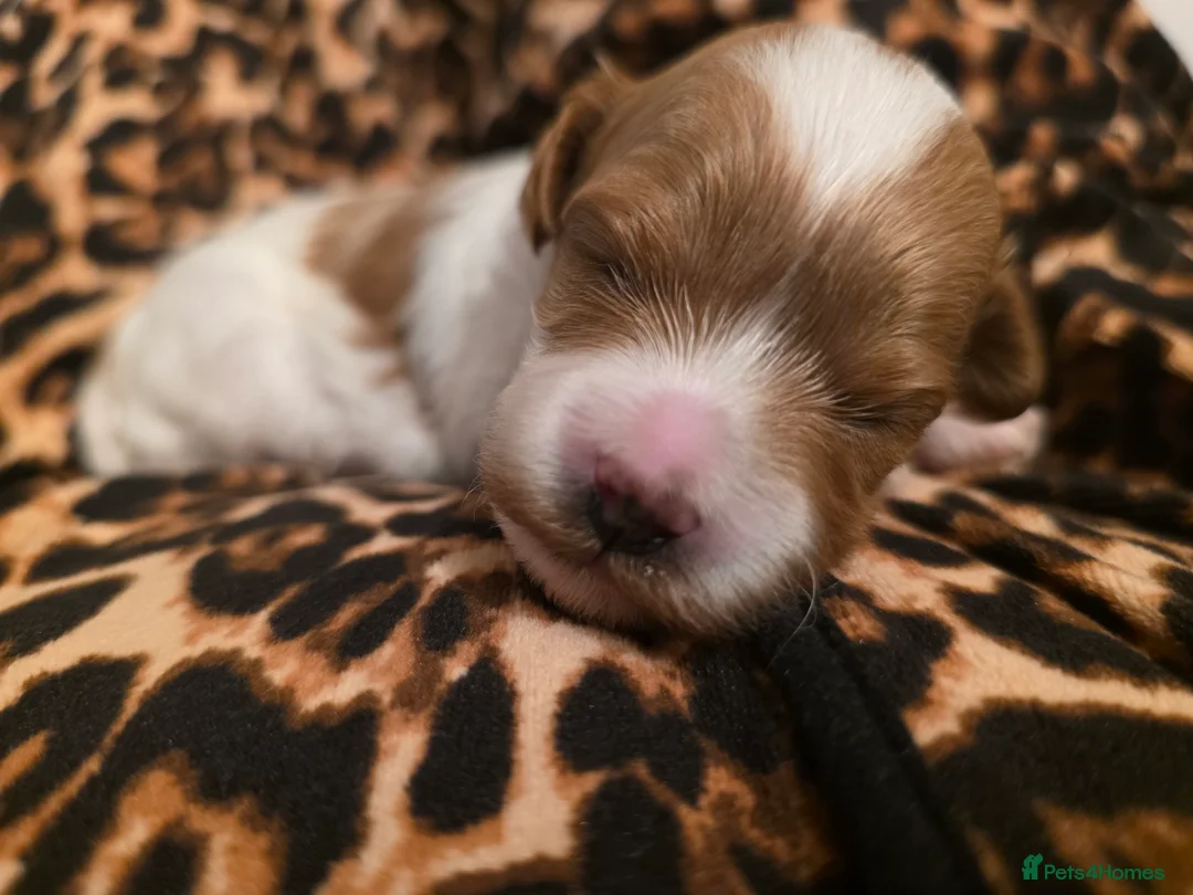 Cavapoo dogs for sale: Small F2 Cavapoo Puppies – Family Raised - Advert 15