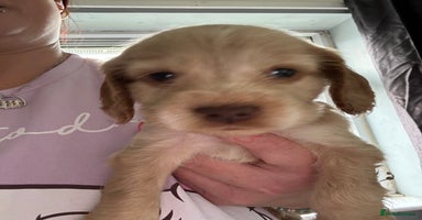 Cocker Spaniel dogs - Advert 9