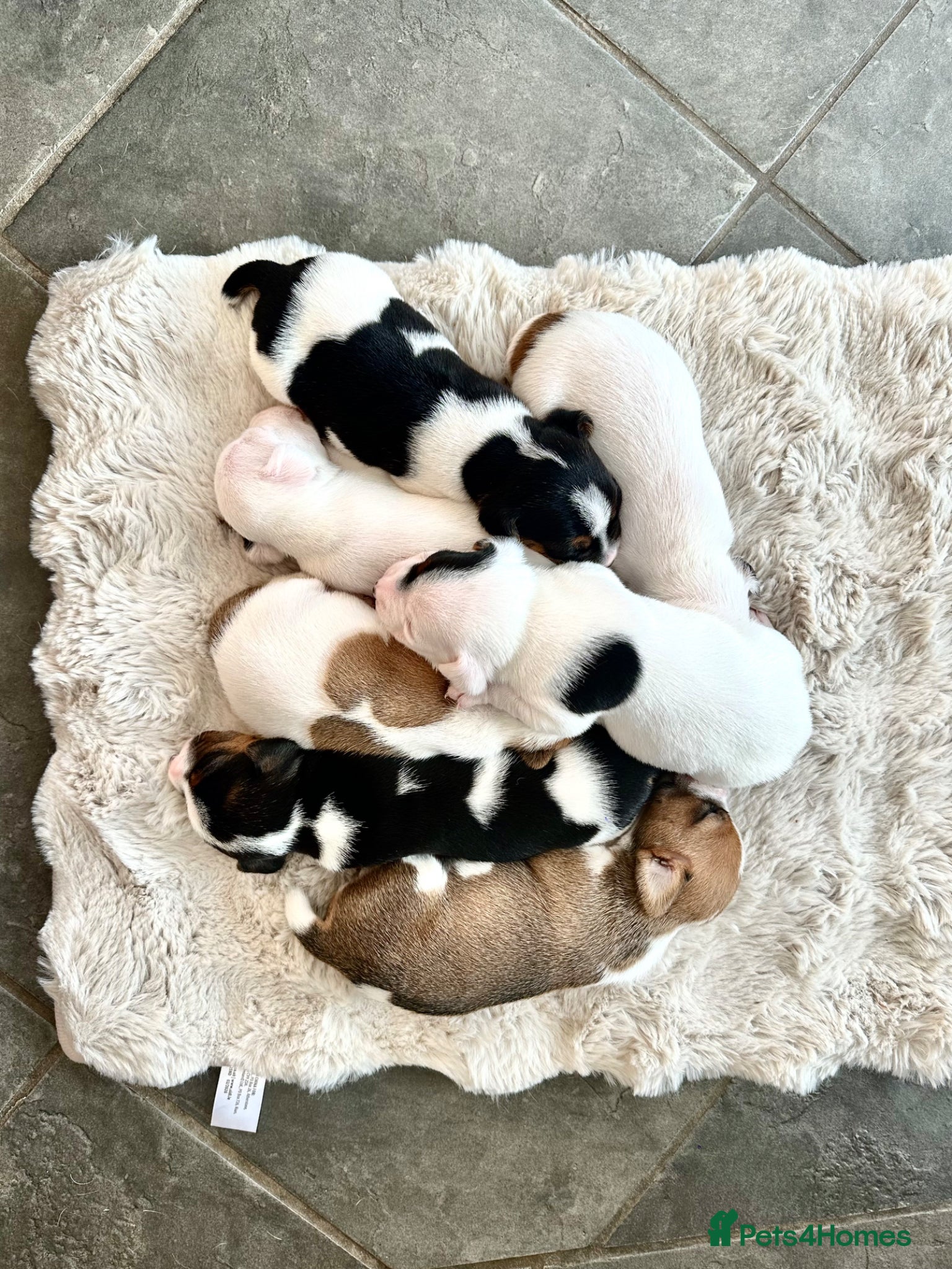 Jack Russell dogs for sale: Beautiful litter of 7 amazing Jack Russel puppies - Advert 1