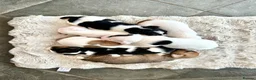 Jack Russell dogs for sale: Beautiful litter of 7 amazing Jack Russel puppies - Advert 1