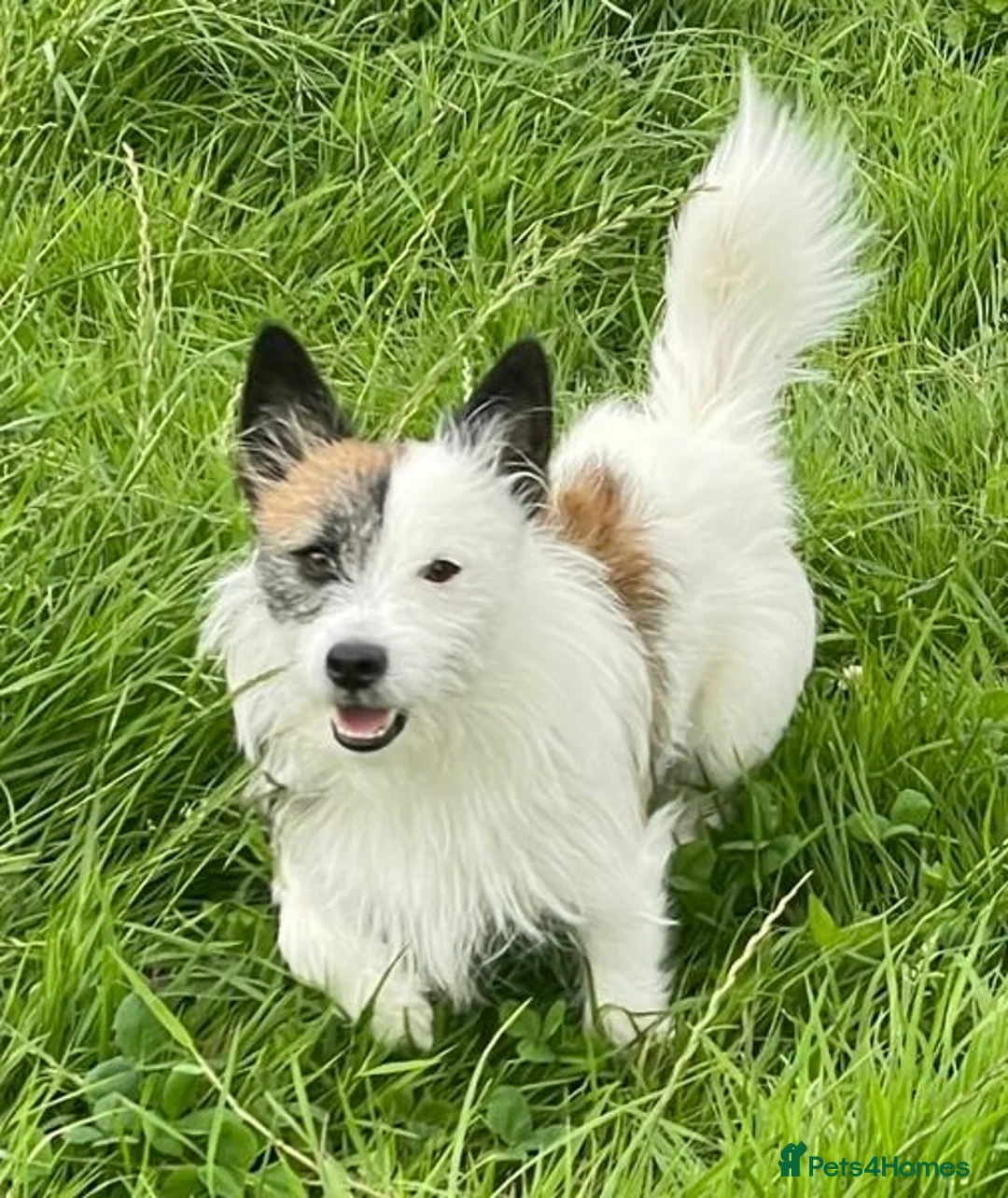 Jack Russell dogs for stud: Robbie for Stud in Exeter - Advert 1