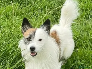 Jack Russell dogs Robbie for Stud in Exeter - Advert 4